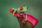 Red-eyed tree frog Art Print